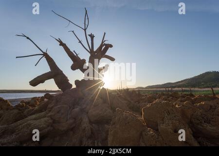 Albero asciutto sulla terra contro il cielo durante il tramonto Foto Stock