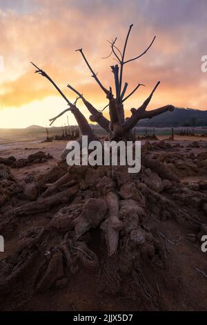 Albero asciutto sulla terra contro il cielo durante il tramonto Foto Stock