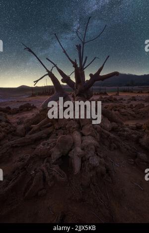 Albero asciutto sulla terra contro spettacolari paesaggi di cielo notturno con stelle incandescenti in Via Lattea Foto Stock