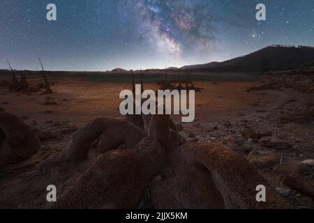 Albero asciutto sulla terra contro spettacolari paesaggi di cielo notturno con stelle incandescenti in Via Lattea Foto Stock