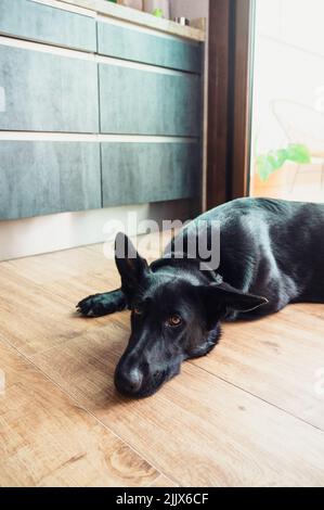 Adorabile pastore tedesco purebred calmo con cappotto nero che giace sul pavimento vicino armadi in stanza luminosa con porta a casa Foto Stock