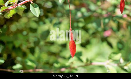 Bellissimi fiori di Fuchsia magellanica anche conosciuto come Fuchsia, Hardy fucsia, Dollar Princess. Fiori sospesi di colore rosso con sfondo naturale. Foto Stock