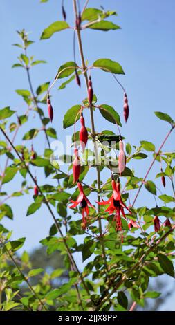 Bellissimi fiori di Fuchsia magellanica anche conosciuto come Fuchsia, Hardy fucsia, Dollar Princess. Fiori sospesi di colore rosso con sfondo naturale. Foto Stock