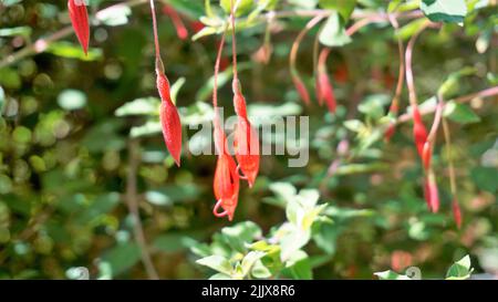 Bellissimi fiori di Fuchsia magellanica anche conosciuto come Fuchsia, Hardy fucsia, Dollar Princess. Fiori sospesi di colore rosso con sfondo naturale. Foto Stock