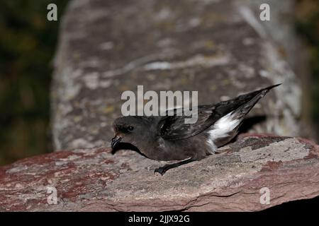 European Storm-Petrel dopo essere stato inanellato a Skokholm Island Galles Foto Stock