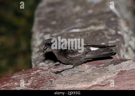 European Storm-Petrel dopo essere stato inanellato a Skokholm Island Galles Foto Stock