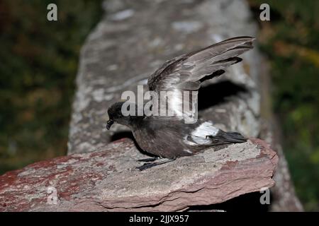 European Storm-Petrel dopo essere stato inanellato a Skokholm Island Galles Foto Stock