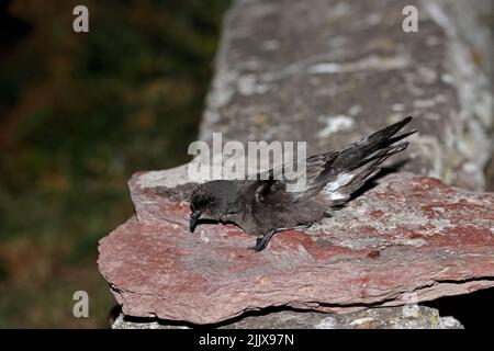 European Storm-Petrel dopo essere stato inanellato a Skokholm Island Galles Foto Stock