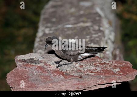 European Storm-Petrel dopo essere stato inanellato a Skokholm Island Galles Foto Stock