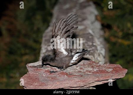 European Storm-Petrel dopo essere stato inanellato a Skokholm Island Galles Foto Stock