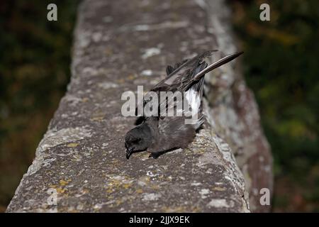 European Storm-Petrel dopo essere stato inanellato a Skokholm Island Galles Foto Stock