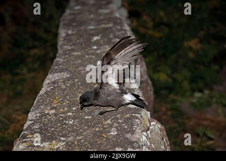 European Storm-Petrel dopo essere stato inanellato a Skokholm Island Galles Foto Stock