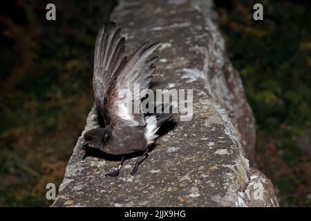 European Storm-Petrel dopo essere stato inanellato a Skokholm Island Galles Foto Stock