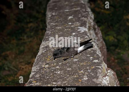 European Storm-Petrel dopo essere stato inanellato a Skokholm Island Galles Foto Stock