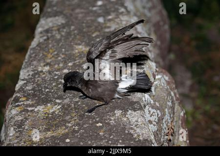 European Storm-Petrel dopo essere stato inanellato a Skokholm Island Galles Foto Stock