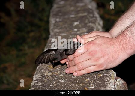 European Storm-Petrel è uscito dopo essere stato inanellato a Skokholm Island Wales Foto Stock