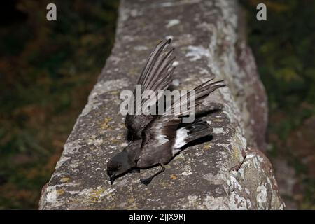 European Storm-Petrel dopo essere stato inanellato a Skokholm Island Galles Foto Stock