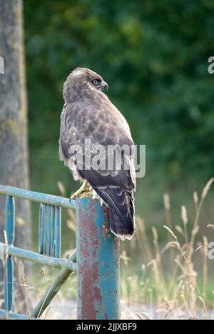 Una buzzard comune seduta su un palo di una vecchia recinzione Foto Stock