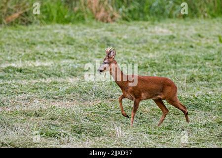 Capriolo europeo (Capreolus capreolus) maschio / capriolo foraging in prato / prateria in estate Foto Stock