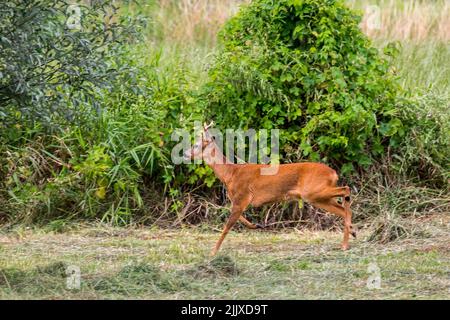 Capriolo europeo (Capreolus capreolus) maschio / capriolo che corre lungo il letto di canna / riedbed in prato / prateria in estate Foto Stock