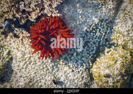 Anemone di Beadlet con tentacoli che mostrano Foto Stock