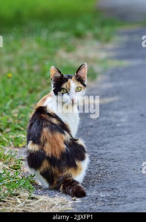 Gatto Calico seduto per strada Foto Stock