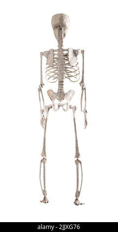 Modello di scheletro umano isolato su sfondo bianco. Vista posteriore. Sistema scheletrico. Educazione medica, concetto di giorno di Halloween. Foto di alta qualità Foto Stock