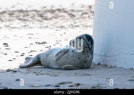 Giovane foca grigia, Halichoerus grypus, adagiata su una spiaggia dell'isola di Dune nel mare del Nord, in Germania. Animali divertenti in una bella giornata di sole d'inverno Foto Stock