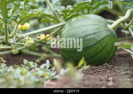 Cocomero crescente nel terreno. Primo piano di piante di frutta e di cagliata. Foto Stock