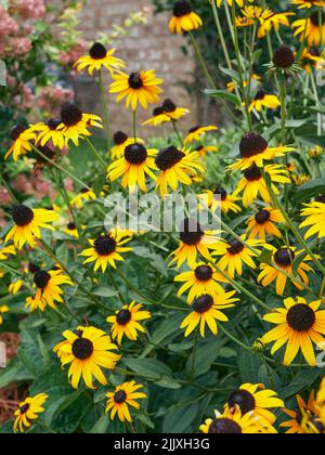 Rudbeckia hirta, Black Eyed Susans, in un giardino. Il fiore è popolare tra i giardinieri del sud degli Stati Uniti. Foto Stock