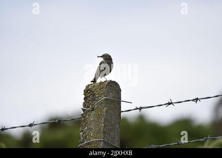 Prato Pipit (Anthus pratensis) arroccato sulla cima di un pilastro di pietra, di fronte con la testa girato a sinistra di immagine, con una mosca nel suo becco sull'isola di Man Foto Stock