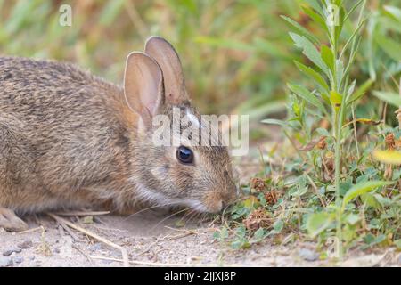 Cottontail orientale (Sylvilagus floridanus) in estate Foto Stock