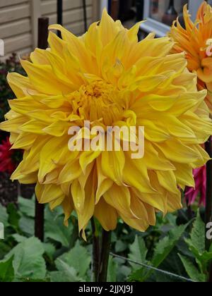Dahlia Bonaventure, Categoria, Gigante Foto Stock