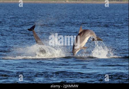 Due Delfini di Bottlenosio (Tursiops Truncatus) che si infrangono insieme al Chanonry Point, Moray Firth, Scozia. Foto Stock