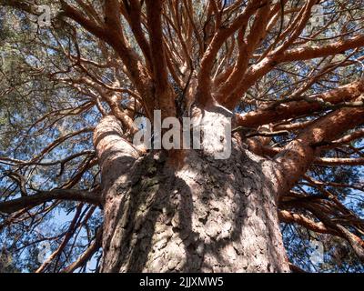 Pino Scozzesi molto vecchio (Pinus Sylvestris). Foto Stock
