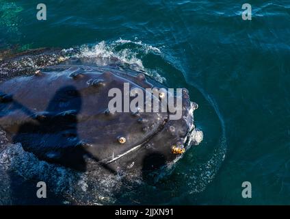 Una Whale Humpback pokes la sua testa fuori dall'acqua mostrando i granai che crescono sulla pelle della sua testa durante un viaggio di avvistamento delle balene nell'Oceano Pacifico vicino Foto Stock