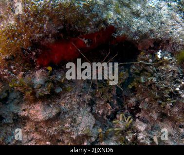 Un granchio di Arrowhead (Stenorhynchus setticornis) a Cozumel, Messico Foto Stock