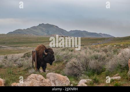 Un bisonte solato nell'Antelope Island state Park vicino al Great Salt Lake Foto Stock