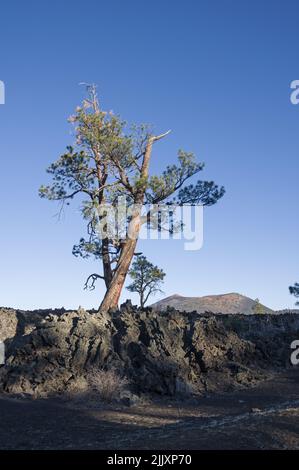 Pini che crescono da un flusso di lava al Sunset Crater Volcano National Monument nel nord dell'Arizona Foto Stock