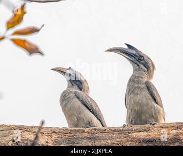 Un paio di Gray Hornbill che poggiano su un albero Foto Stock