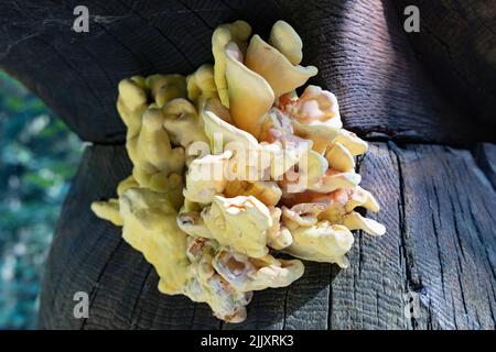 Il fungo di Laetiporus primo piano, comunemente conosciuto come mensola di zolfo, il pollo del legno, il fungo di pollo e il fungo di pollo dovuto il relativo gusto. Europa Foto Stock