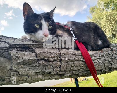 Un bel gatto bianco e nero con colletto rosso poggia sull'albero nel parco sotto il cielo blu Foto Stock