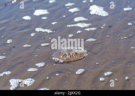 Meduse sulla spiaggia Talacre in Galles 2022. Foto Stock