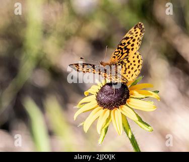 Meadow fritillary Butterfly su un rudbeckia, noto come fiore all'occhiello nero susan al St. Croix state Park di Hinckley, Minnesota USA. Foto Stock