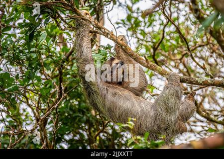 Bradipus variegatus - una specie di bradipo a tre punte che sale su un albero Foto Stock