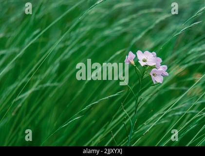 Delicato Lilac Wildflower in erba lunga con spazio di copia Foto Stock