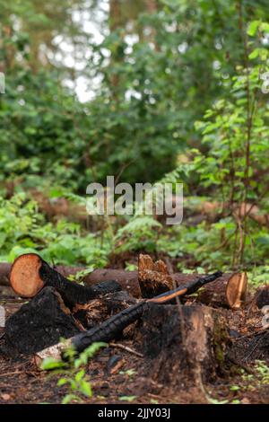 Un moncone carred è stato lasciato da un grande vecchio albero in una foresta selvaggia. Il vecchio abete fu infestato da parassiti e l'albero fu tagliato, e i resti wer Foto Stock