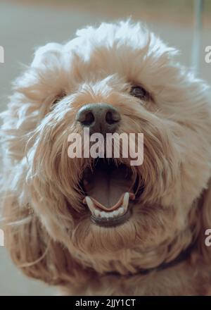 Cani a piedi nel Parco Foto Stock