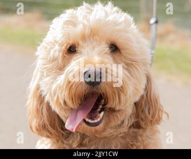 Cani a piedi nel Parco Foto Stock