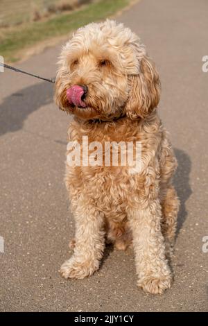 Cani a piedi nel Parco Foto Stock
